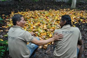 Cacaocultores