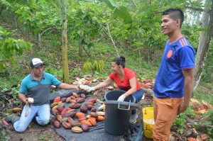 Cultivadores de cacao