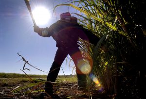 A worker hand-cuts sugarcane for testing, in the Condong sugarcane growing region, in northern New South Wales, Australia, on Friday, July 13, 2007. Scott Perkins, from Mackay Canegrowers, an industry lobby group, said a shortage of workers in the sugar industry in Australia, the world's third-largest exporter of the sweetener, isn't easing. Perkins spoke in an interview at the 9th World Beet & Cane Growers Conference in Brisbane yesterday Photographer: Jack Atley/Bloomberg News