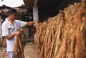 Secado de hojas de tabaco en un caney. foto: Juan Carlos Domínguez