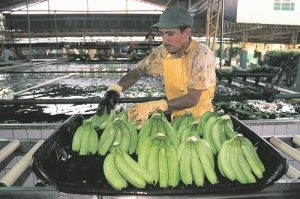El hongo puede acabar con toda las producción y exportaciones de banano del país.