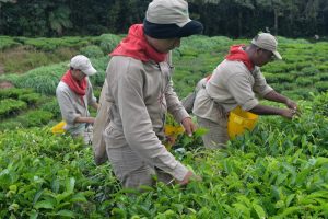 Recolección de las hojas del cultivo del te, en el corregimiento Bitaco, municipio La Cumbre, Valle del Cauca.