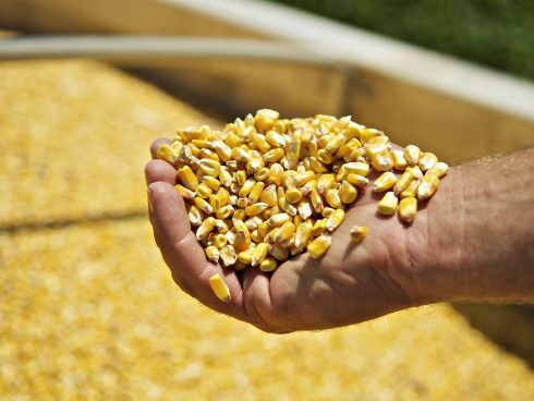 El valor del maíz consumido en Colombia en 2021 fue de $8,6 billones, de los cuales $6,4 billones corresponden a maíz importado y $2,2 billones al nacional